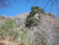 qua Rocca20100328 033